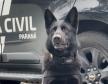 PCPR inicia primeira edição do Curso de Operações Policiais com Cães