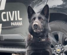 PCPR inicia primeira edição do Curso de Operações Policiais com Cães