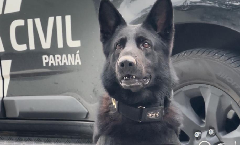 PCPR inicia primeira edição do Curso de Operações Policiais com Cães